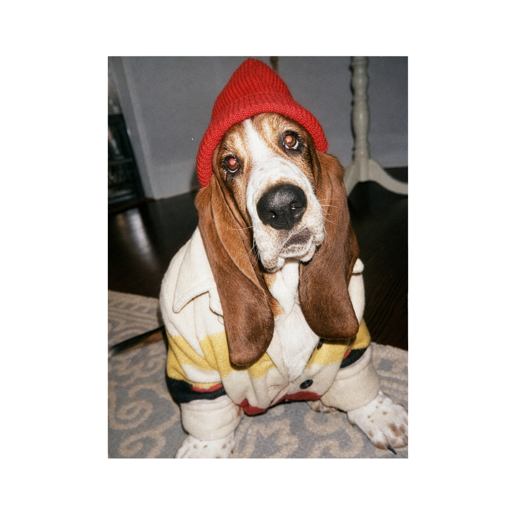 "Slow Morning" - Custom Framed Pet Portrait