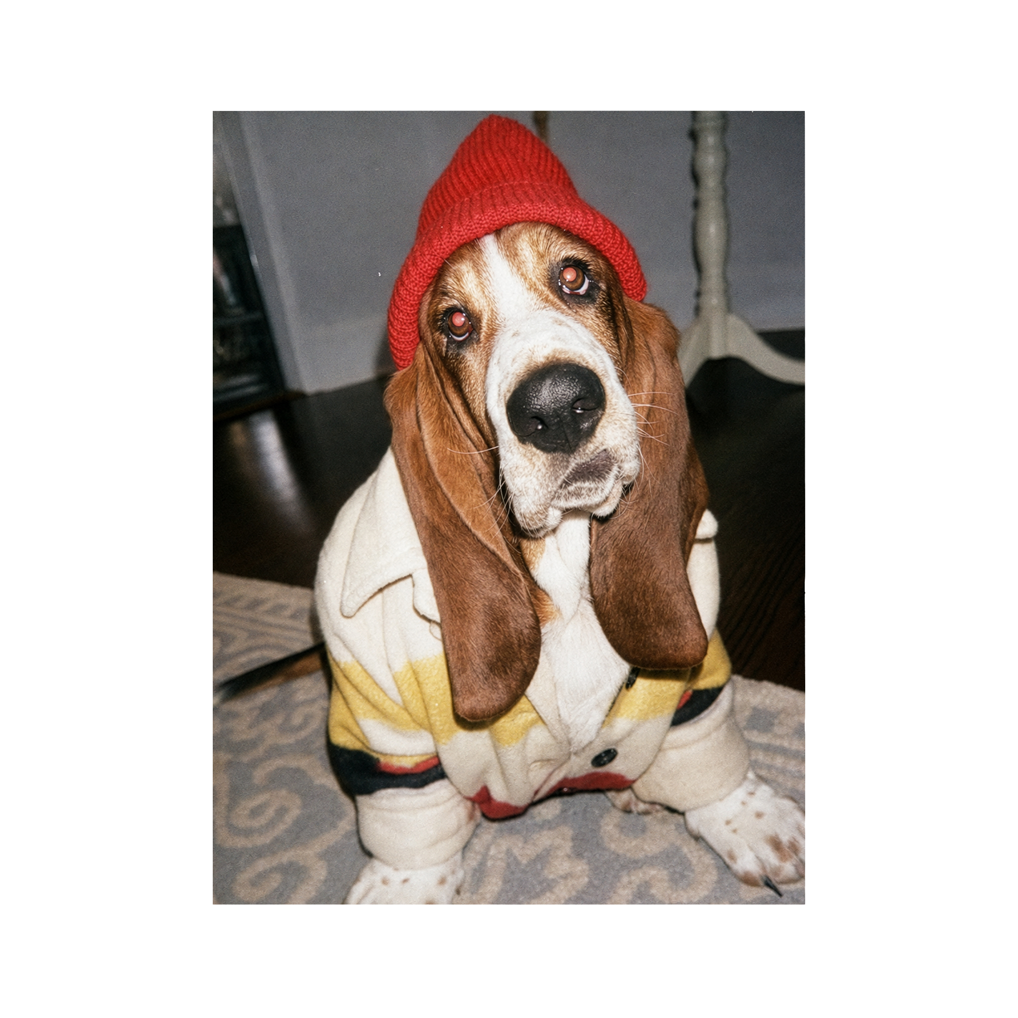 "Slow Morning" - Custom Framed Pet Portrait