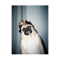 "His Majesty"  - Custom Framed Pet Portrait