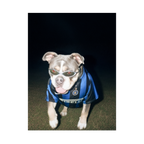 "San Siro" - Custom Framed Pet Portrait