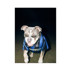 "San Siro" - Custom Framed Pet Portrait